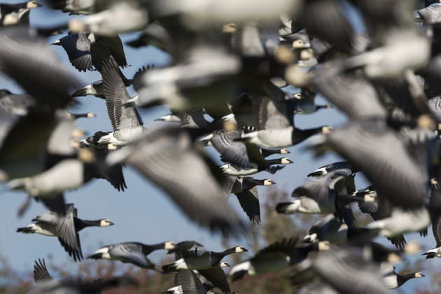 Jettison the received wisdom that says you need order to shoot a winning shot of wildlife numbers. We reckon this unorthodox approach helps convey a real sense of being in among this flock of geese as it takes to the skies. Canon EOS 5D Mark III, 500mm f/4 lens + 1.4x converter, 1/2000s @ f9, ISO 800.