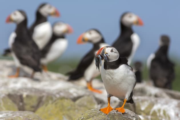 We deliberately opted for shallow depth of field for this group of puffins which has the effect of singling out the lead subject while softly suggesting those in the background. There’s just enough definition to make them out, but not enough to take attention away from our main focal point. Canon EOS 5D Mark III, 300mm f4 lens and 1.4x converter, 1/1600s @ f/8, ISO 320.