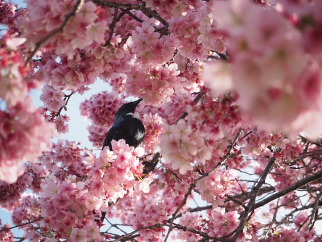 Bird in a tree by Dominic Payman