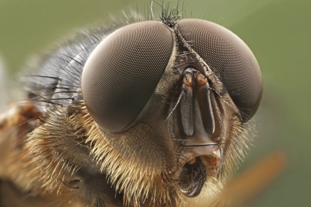 Calliphora Augur by Zol Straub