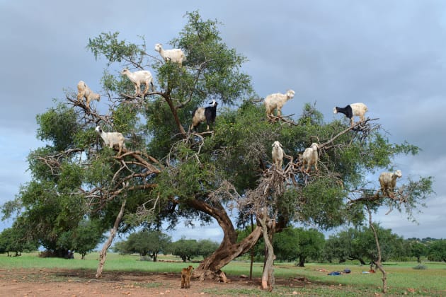 Goats climb an argan tree near Marrakesh, Morocco. They climb the tree for the argan nut. © Deanne Fitzmaurice.