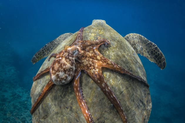 Turtle-Back Ride: The thing that draws me to the ocean the most is that I never know what I’m going to come across on any given day. I count myself extremely fortunate to have been in the right place at the right time to capture this image. Michael B. Hardie, Hawaii.