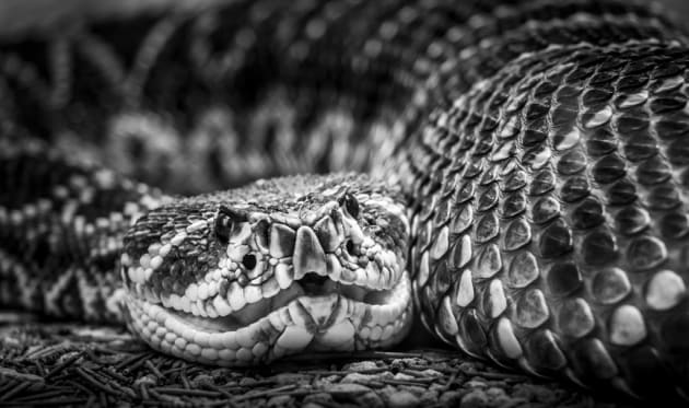 Eastern Diamondback Rattlesnake by Jan Breckwoldt