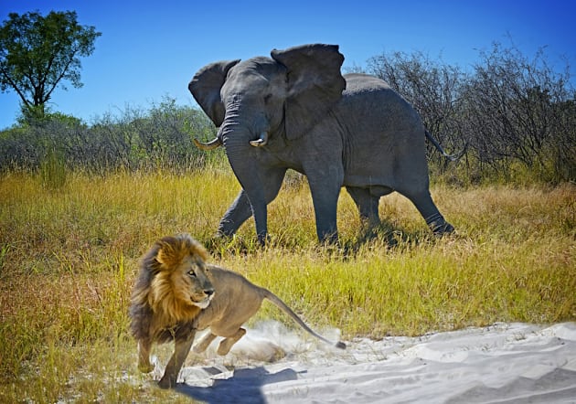 Elephant Chases Lion by Les Ryan