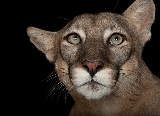 Florida Panther © Joel Sartore