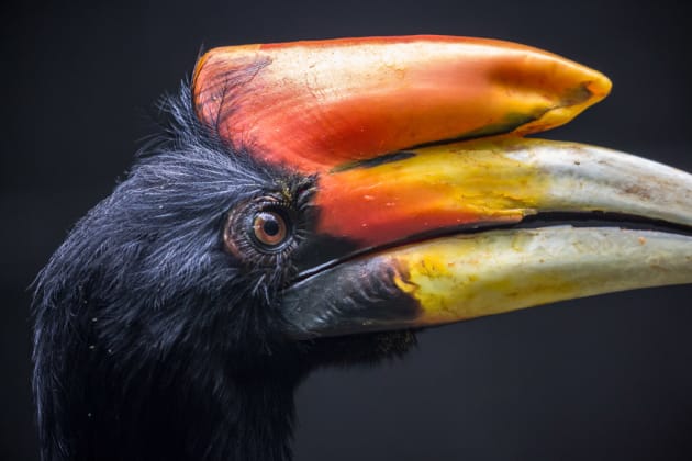 Great Hornbill by Erika Smart