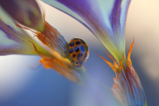 In the garden by Dianne Galbraith