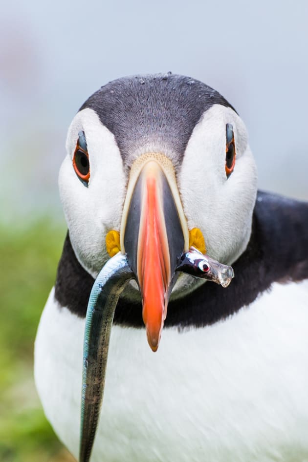 Puffin Magic by Sandy Goddard