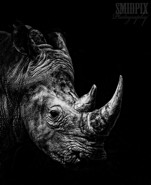 Rhino Head by Leon Smith