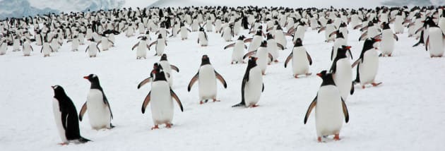 Antarctica: Enter a world that fills the heart, overloads the senses and imprints your memory forever.