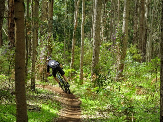 Slotting between the trees at The Pines in Margaret River.