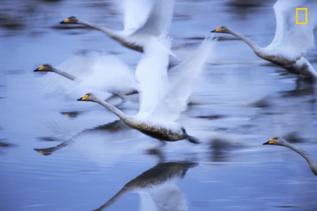 Photo and caption by Hiromi Kano/National Geographic Travel Photographer of the Year. 2nd Place, Nature: To live.
Swans who live vigorous even in mud.