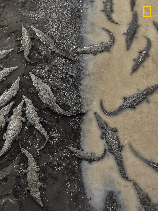 Photo and caption by Tarun Sinha/National Geographic Travel Photographer of the Year. 3rd Place, Nature: Crocodiles at Rio Tarcoles.
This image was captured in Costa Rica when I was travelling from Monteverde to Playa Hermosa. As you cross over this river, you can stop and peer over the edge of the bridge. Below, reside over 35 gigantic crocodiles, relaxing on the muddy banks of the river. I wanted to capture the stark difference between the crocodiles on land and in the water. In the murky waters, the body contours of these beasts remain hidden, and one can only truly see their girth as they emerge from the river.