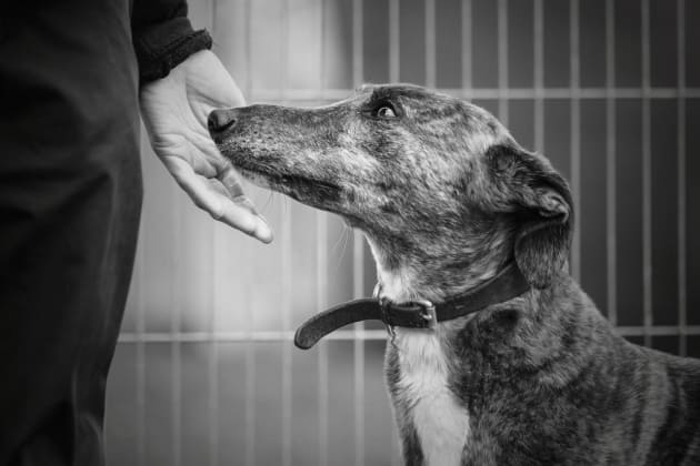 Chloe the greyhound is pictured at Bath Cats and Dogs home (Alexandra Robins)