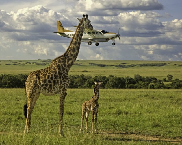 A giraffe checks plane safety in Graeme Guy's 