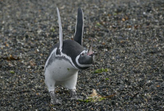 A magellanic penguin flaps his wings in Victoria Stanley's 