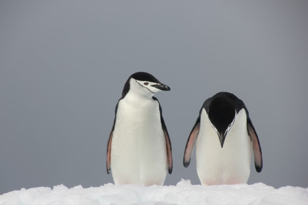 Two penguins look troubled in Peter Odeh's 