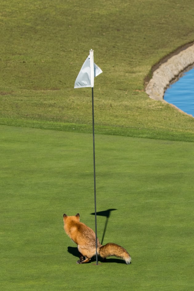 A red fox surveys his shot in Douglas Croft's 