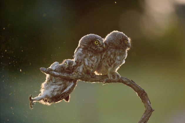 An owl struggles to keep his grip as his owl friends look the other way in Tibor Kercz's 