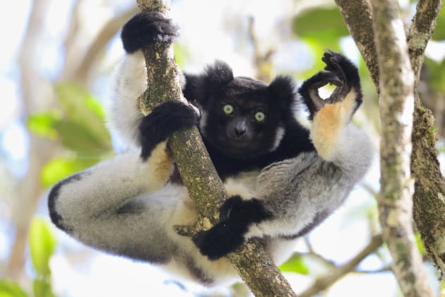 An Indri flashes the A-OK sign in Yamamoto Tsuneo's 