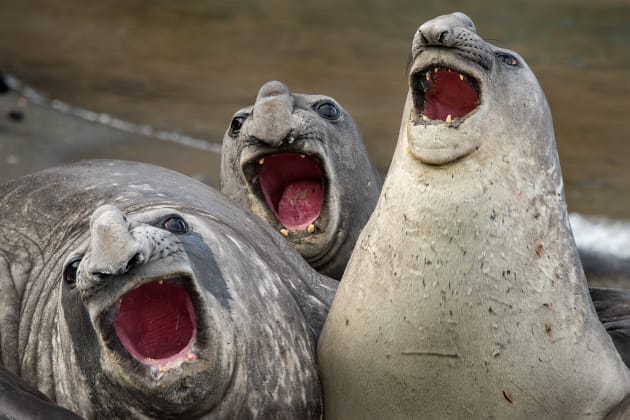 Three elephant seals put on a show in Roie Galitz's 