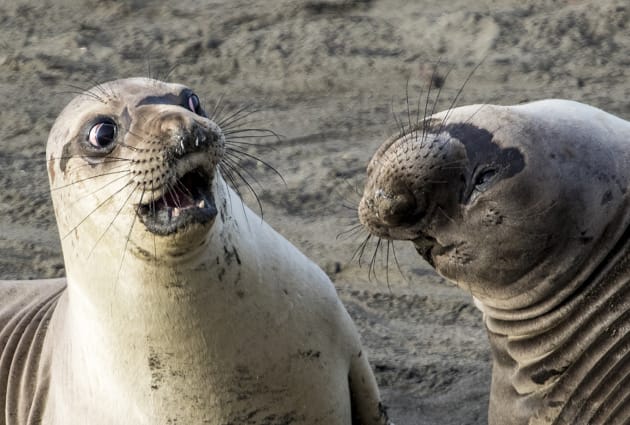 A young elephant seals looks shocked at his friends revelation in George Cathcart's 