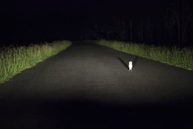 An eastern grass owl stops traffic in Katarina Denesova's 