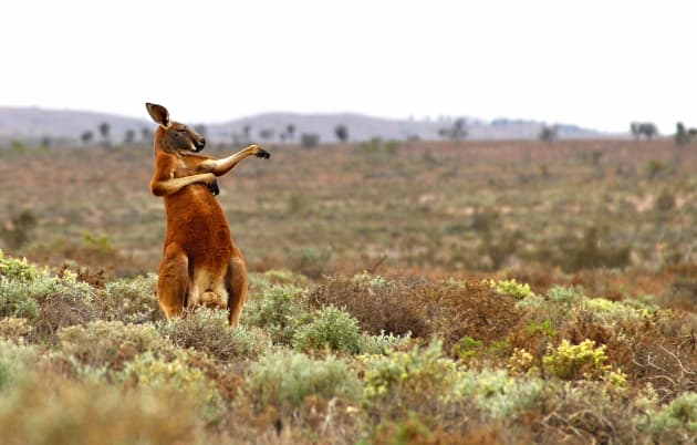 A red kangaroo starts his day with some martial arts in Andrey Giljov's 