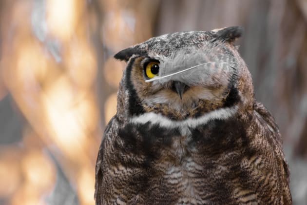 An owl shows off its eye patch in Andres Vejar's 