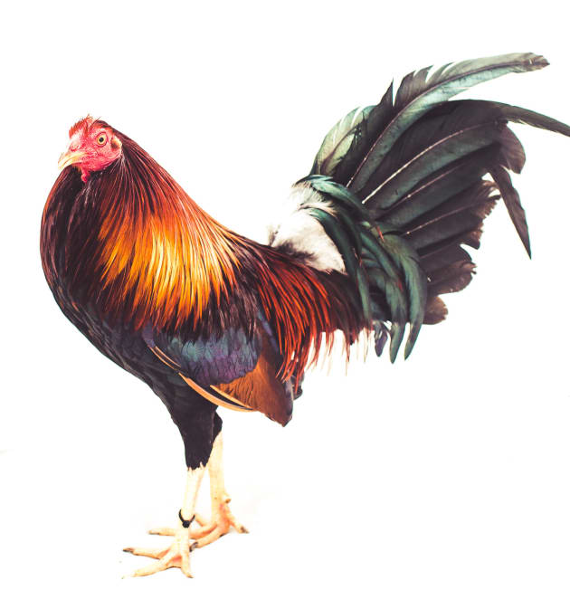 Behind the lens Roosters of the Philippines Australian Photography