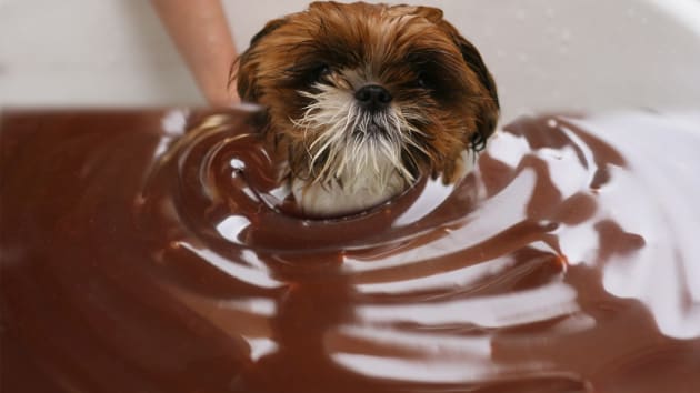 Dog bath