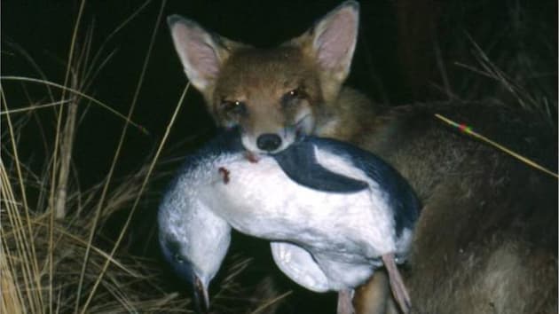 Foxes kill 70 penguins on Middle Island - Sporting Shooter