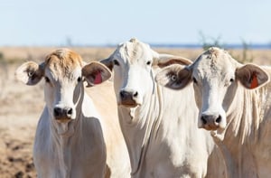 Govt set to develop new livestock ACCU scheme with MLA