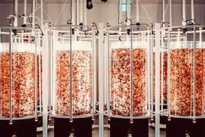 SeaFeed fuels Avondale Ag livestock