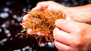 Seaweed-farming program drives industry scale-up