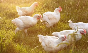Baiada upgrades network across poultry supply chain