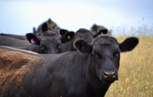 Red meat industry records 78% GHG drop