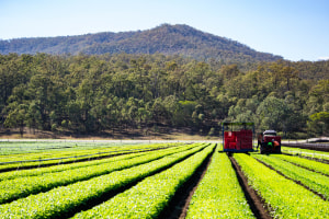 SEQ food strategy out as CSIRO cuts food science