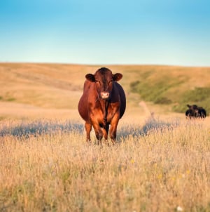 Farm Food Australia lifts production with Vic grant 