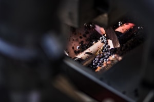 Wine Australia releases strategic plan to address sector challenges