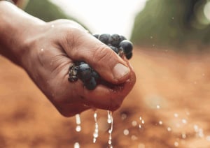 New funding pathways available for grape and wine sector