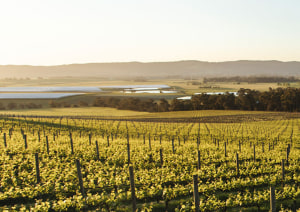 Govt backs national vineyard register