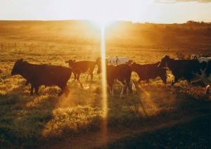 Rumin8 attracts $4.4m investment for NZ commercialisation