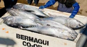 Australian tuna fisheries receive MSC certification