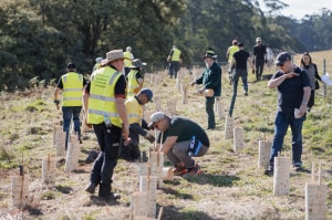 CCEP partners with Landcare Australia on sustainability mission