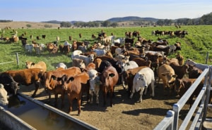 Beef collaboration targets methane