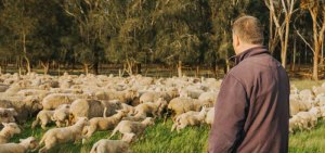 FY25 delivers history highs for Aussie beef, lamb, mutton