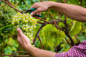 Emerson report delivers 14 recommendations for wine sector