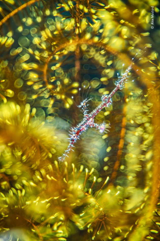 Bedazzled by Alex Mustard, UK Winner, Natural Artistry Alex Mustard (UK) finds a ghost pipefish hiding among the arms of a feather star. Nikon D850 + Trioplan 100mm f2.8 lens 12mm extension tube ND8 filter FIT +5 close-up lens 1/250 sec at f2.8 ISO 80 Subal housing two Retra strobes.