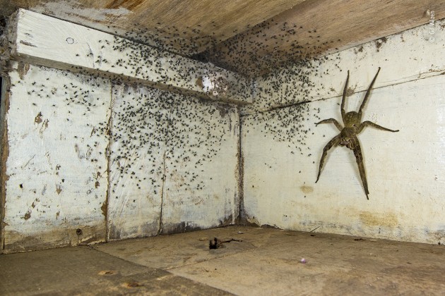 The spider room by Gil Wizen, Israel/Canada, Winner, Urban Wildlife. Gil Wizen (Israel/Canada) finds a venomous Brazilian wandering spider hiding under his bed. After noticing tiny spiders all over his bedroom, Gil looked under his bed. There, guarding its brood, was one of the world’s most venomous spiders. Before safely relocating it outdoors, he photographed the human-hand-sized Brazilian wandering spider using forced perspective to make it appear even larger. Brazilian wandering spiders roam forest floors at night in search of prey such as frogs and cockroaches. Their toxic venom can be deadly to mammals including humans, but it also has medicinal uses. Canon EOS 7D + 14mm f2.8 lens 1/250 sec at f11 ISO 400 Macro Twin Lite flash.